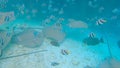 UNDERWATER: Breathtaking view of a school of tropical fish and stingrays feeding