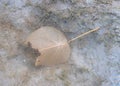 An Underwater Brown Broken Leaf in Background of Seagrass - Abstract Botany Image