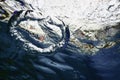 Underwater Bubble Ring Ascends towards the Sun