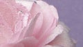 Underwater bubbles on rose petals. Stock footage. Delicate pink rose petals with bubbles. Close-up of bubbles on rose Royalty Free Stock Photo