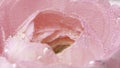 Underwater bubbles on rose petals. Stock footage. Delicate pink rose petals with bubbles. Close-up of bubbles on rose Royalty Free Stock Photo