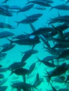 underwater bulls eye from a ship