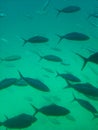 underwater bulls eye from a ship