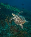 Underwater Caribbean life Royalty Free Stock Photo