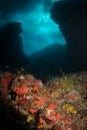 Underwater Caribbean scenery