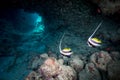 An underwater cave, with two butterfly fish Royalty Free Stock Photo