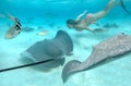 UNDERWATER: Cheerful woman diving with friendly wildlife in turquoise ocean.