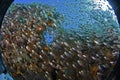 Underwater Circle of fish Royalty Free Stock Photo