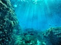 Underwater cliff side with fish