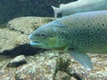 Underwater close up of brown trout and Danube salmon. Royalty Free Stock Photo