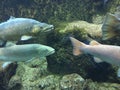 Underwater close up of brown trout and Danube salmon. Royalty Free Stock Photo