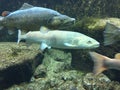 Underwater close up of brown trout and Danube salmon.