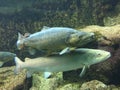 Underwater close up of brown trout and Danube salmon. Royalty Free Stock Photo