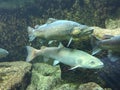 Underwater close up of brown trout and Danube salmon.