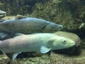 Underwater close up of brown trout and Danube salmon. Royalty Free Stock Photo