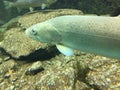 Underwater close up of brown trout and Danube salmon. Royalty Free Stock Photo