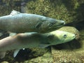 Underwater close up of brown trout and Danube salmon. Royalty Free Stock Photo
