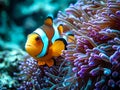 An Underwater Close-Up Of A Colorful Clownfish, A Clown Fish Swimming In Anemone Royalty Free Stock Photo