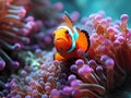 An Underwater Close-Up Of A Colorful Clownfish, A Clown Fish Swimming In Anemone Royalty Free Stock Photo