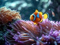 An Underwater Close-Up Of A Colorful Clownfish, A Clown Fish Swimming In Anemone Royalty Free Stock Photo