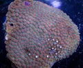 Cyphastrea coral close up