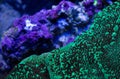 Montipora coral close up Royalty Free Stock Photo