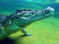 Head of crocodile under water Royalty Free Stock Photo