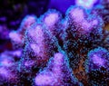 Pocillopora coral closeup