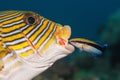 Underwater close up shot of an oriental sweetlips fish and a bluestreak cleaner wrasse