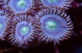 Zoanthid soft coral Royalty Free Stock Photo