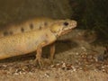 Underwater closeup on an aquatic male white abnormal colored Italian crested newt, Triturus carnifex Royalty Free Stock Photo