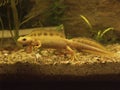 Underwater closeup on an aquatic male white abnormal colored Italian crested newt, Triturus carnifex Royalty Free Stock Photo