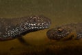 Underwater closeup on a Danube crested newt, Triturus dobrogicus Royalty Free Stock Photo