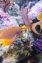 Underwater Closeup Image Of Colorful Exotic Fish In Aquarium Royalty Free Stock Photo