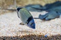 Underwater Closeup Image Of Colorful Tropical Fish In Aquarium Royalty Free Stock Photo