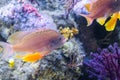 Underwater Closeup Image Of Colorful Exotic Fish In Aquarium Royalty Free Stock Photo