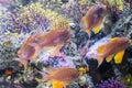 Underwater Closeup Image Of Colorful Exotic Fish In Aquarium Royalty Free Stock Photo