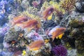 Underwater Closeup Image Of Colorful Exotic Fish In Aquarium Royalty Free Stock Photo