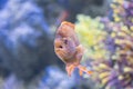 Underwater Closeup Image Of Colorful Exotic Fish In Aquarium Royalty Free Stock Photo