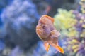 Underwater Closeup Image Of Colorful Tropical Fish In Aquarium Royalty Free Stock Photo