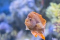 Underwater Closeup Image Of Colorful Tropical Fish In Aquarium Royalty Free Stock Photo