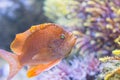 Underwater Closeup Image Of Colorful Tropical Fish In Aquarium Royalty Free Stock Photo