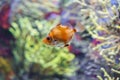 Underwater Closeup Image Of Colorful Tropical Fish In Aquarium Royalty Free Stock Photo