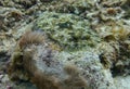 Peacock Flounder in the reef Royalty Free Stock Photo