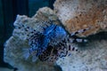 Underwater closeup picture of the Lionfish