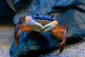 Underwater closeup picture of the mangrove crab