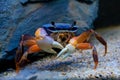 Underwater closeup picture of the mangrove crab