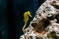 Underwater closeup picture of the Seahorse fish