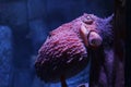 Underwater closeup shot of a giant pink pacific octopus