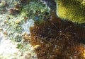Underwater closeup of an Arrow Crab